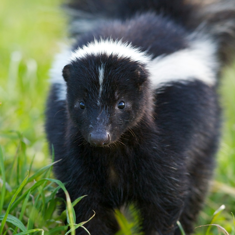 skunk infestation signs