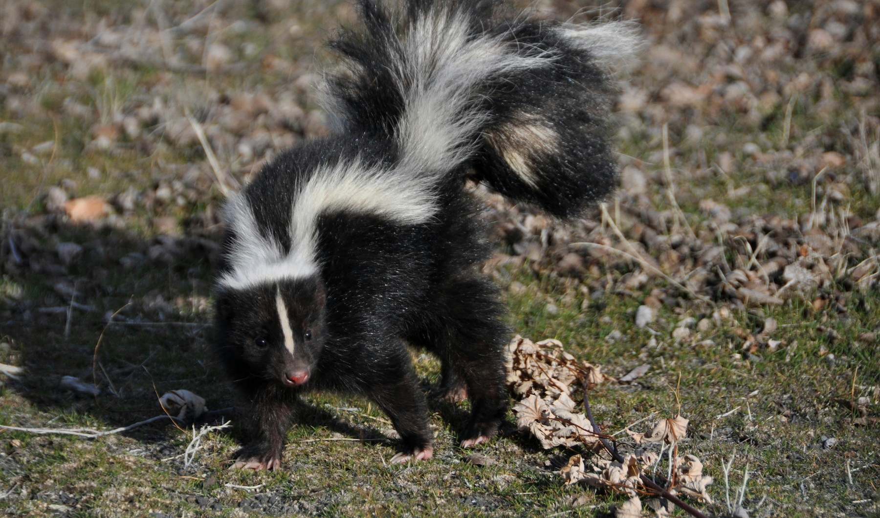 skunk removal services