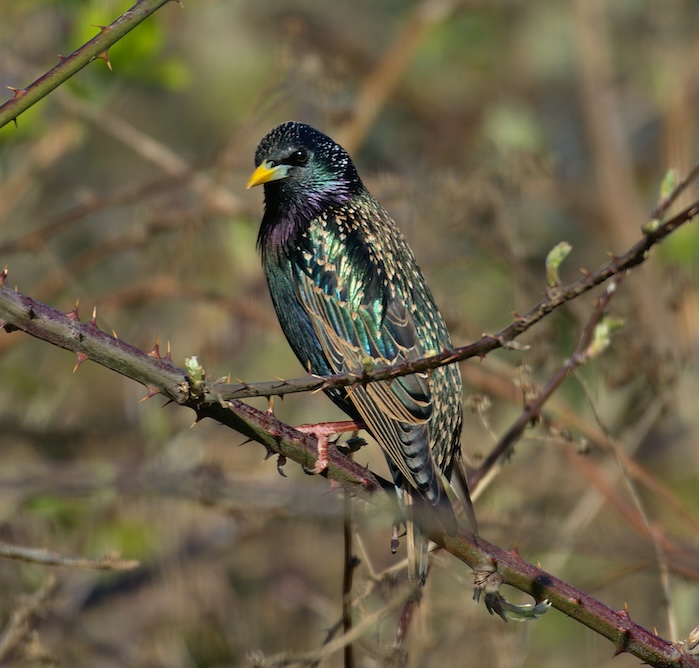 starling