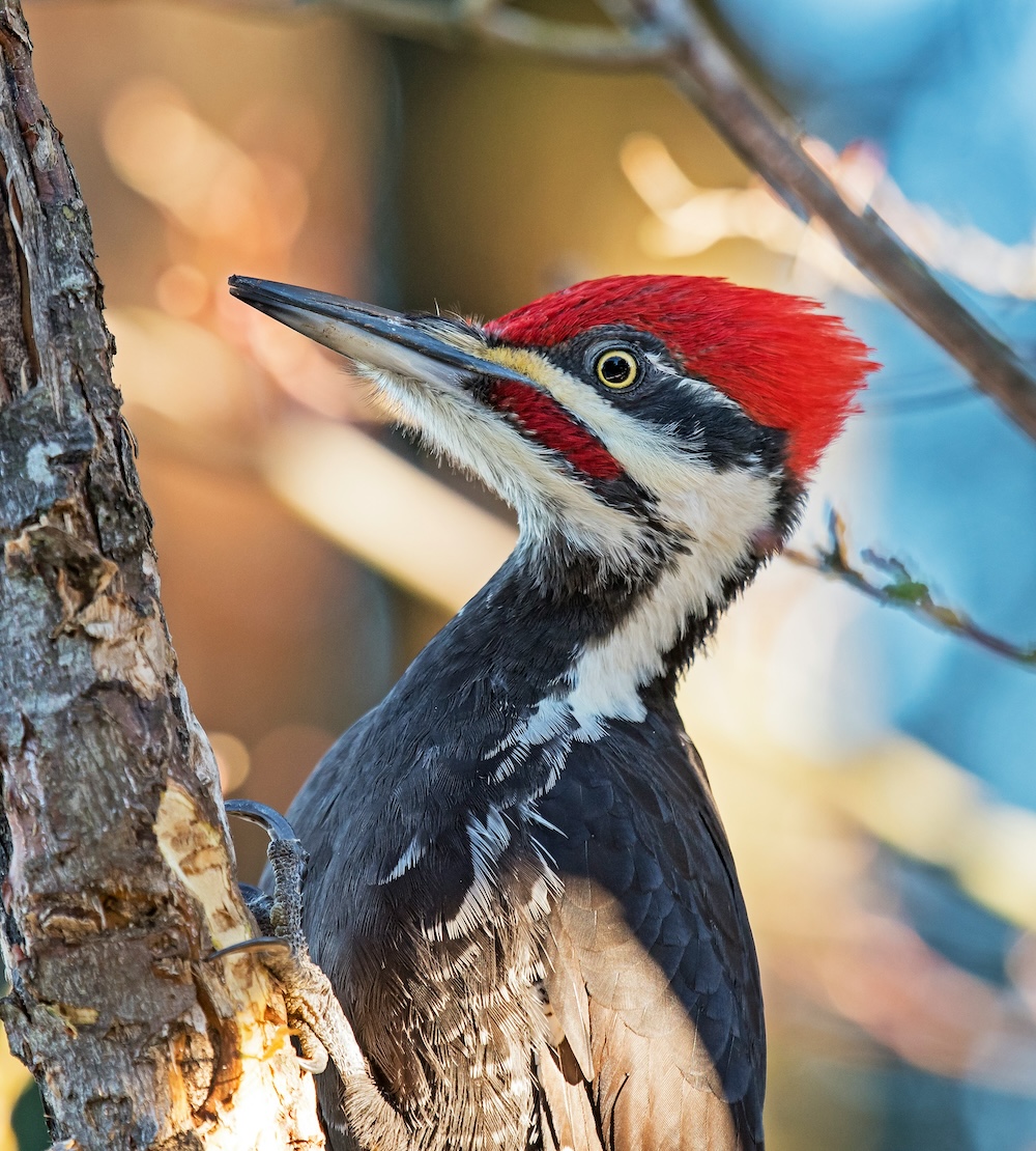 woodpecker