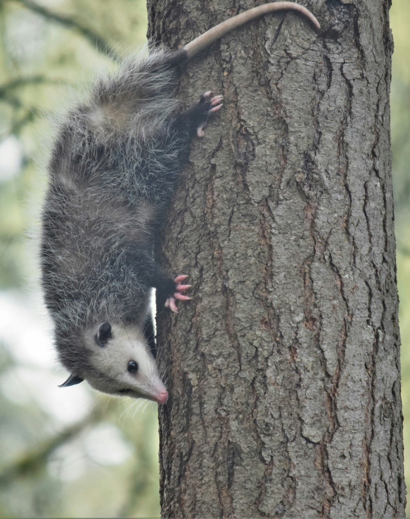 opossum infestation